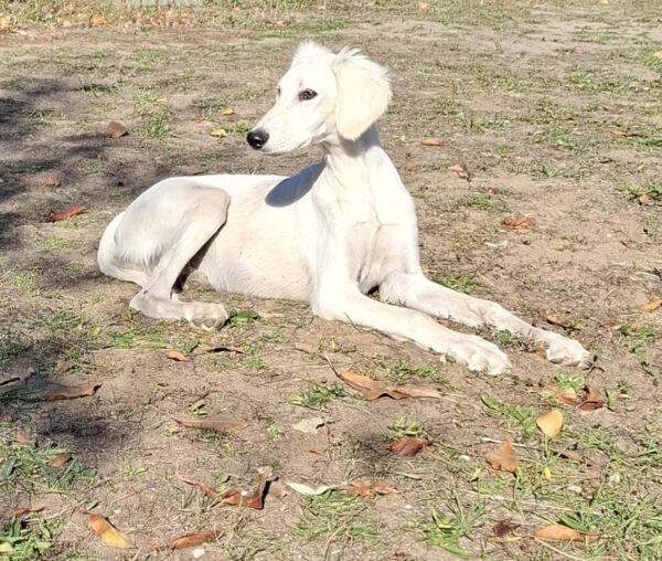 Lion Saluki Persian Hound