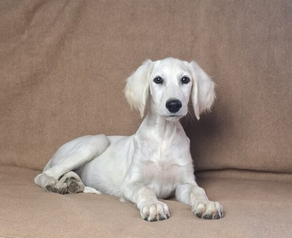 Lion Saluki Persian Hound