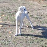 Lion-male-saluki-puppy-for-sale- (2)