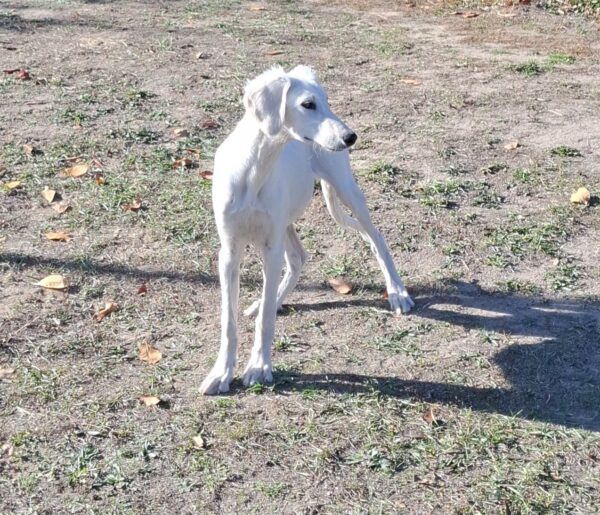 Lion Saluki Persian Hound