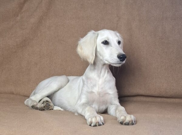 Lion Saluki Persian Hound