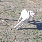 Lion-male-saluki-puppy-for-sale- (3)