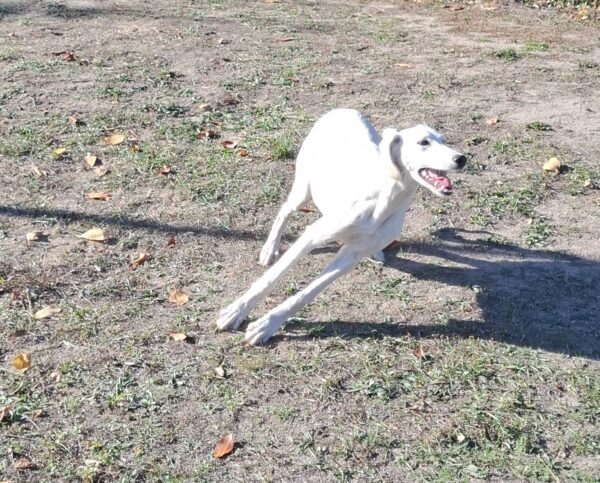 Lion Saluki Persian Hound