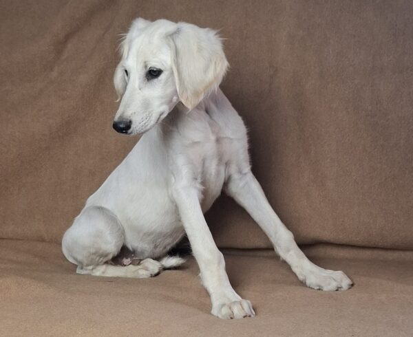 Lion Saluki Persian Hound