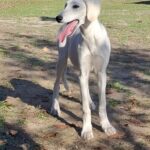 Lion-male-saluki-puppy-for-sale- (4)