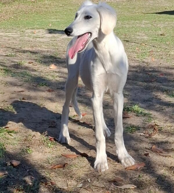 Lion Saluki Persian Hound