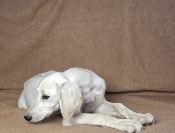 Lion Saluki Persian Hound