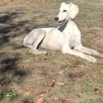 Mark Saluki Persian Hound