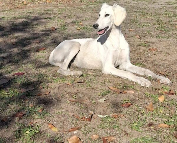 Lion Saluki Persian Hound