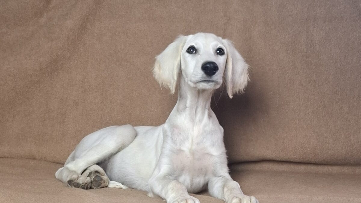 Month Old Saluki ✨Exceptional Saluki Puppies From Iranian Imports
