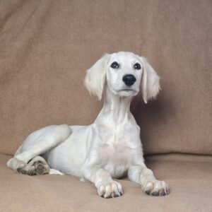 Lion Saluki Persian Hound