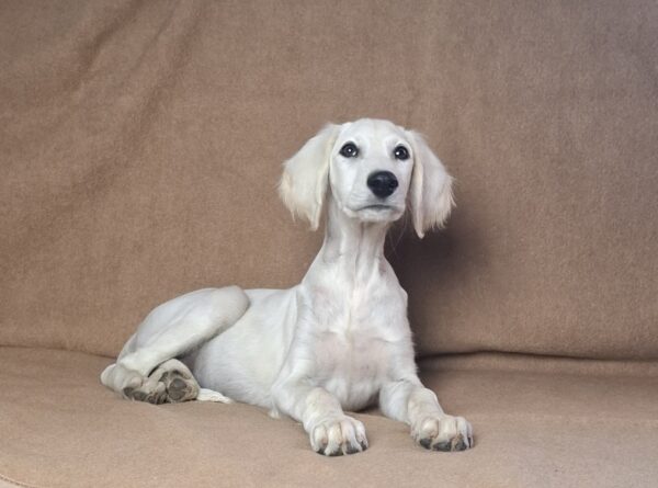 Lion Saluki Persian Hound