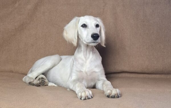 Lion Saluki Persian Hound