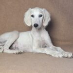 Lioness-female-saluki-puppy-for-sale- (5)