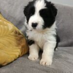 Luke Border Collie