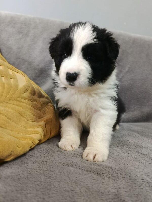 Lixie Border Collie