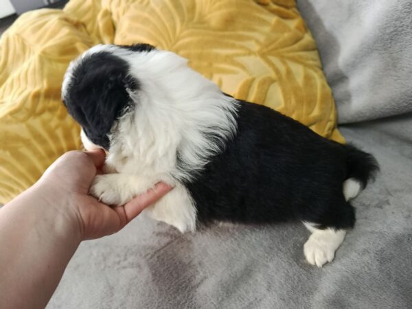 Lixie Border Collie