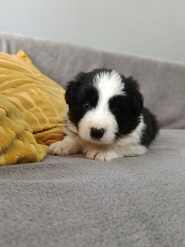 Lixie Border Collie