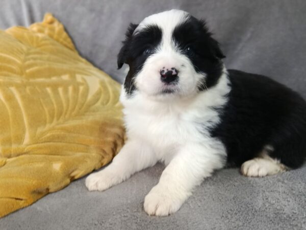 Loini Border Collie