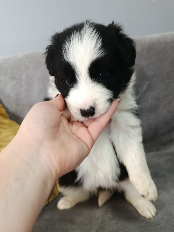 Loini Border Collie