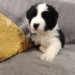 Leo Border Collie