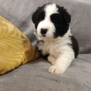 Loini Border Collie