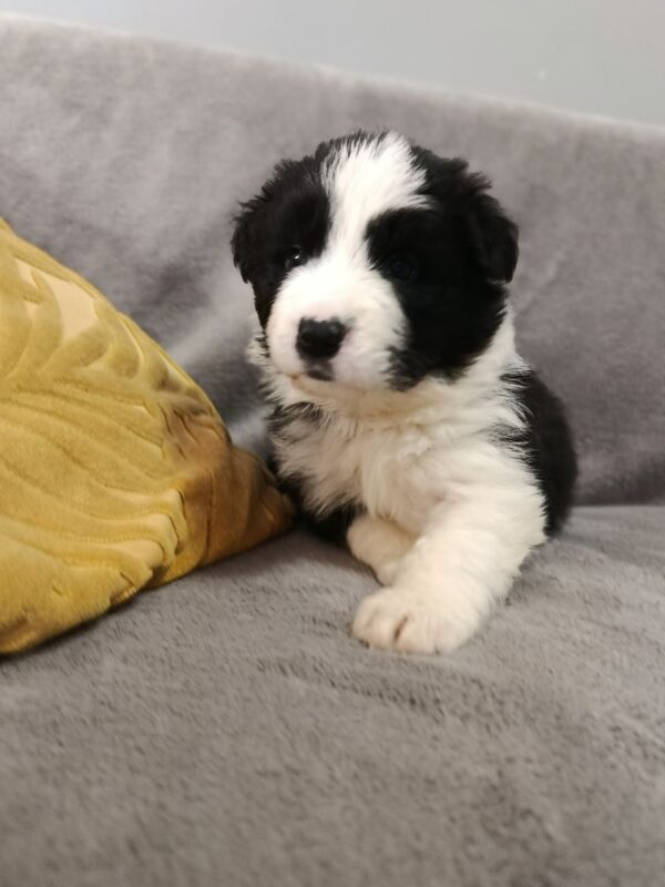 Loini Border Collie