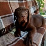 Luna Labrador Retriever