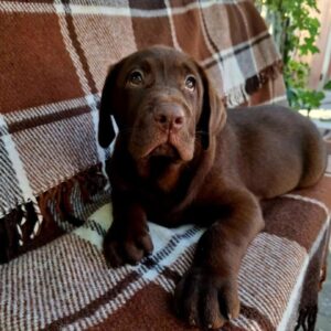 Lokki Labrador Retriever