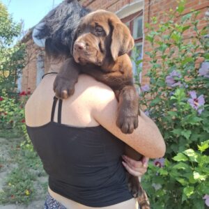 Lokki Labrador Retriever