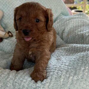 Lola Cavapoo