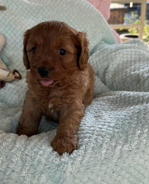 Lola Cavapoo