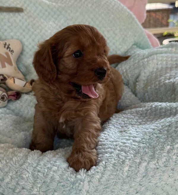 Lola Cavapoo