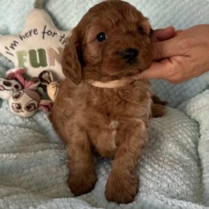 Lola Cavapoo