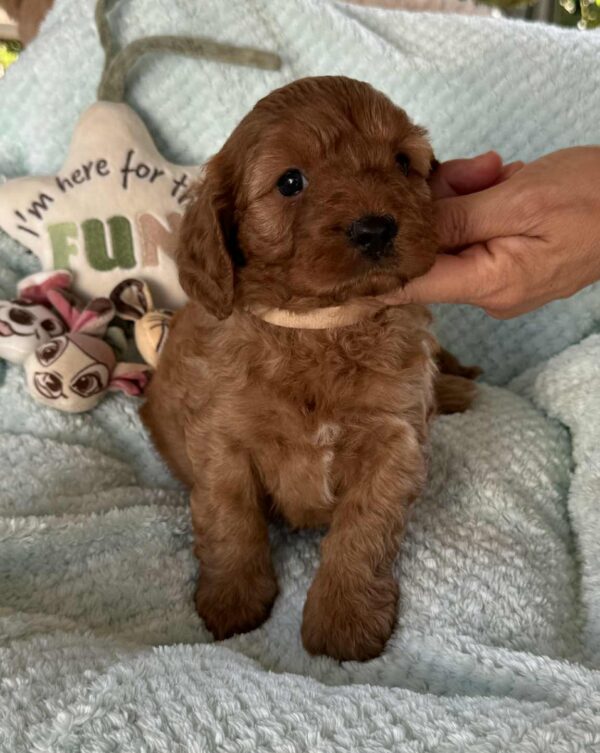 Lola Cavapoo