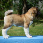 Lucerys-male-American-Akita-puppy-for-sale-1