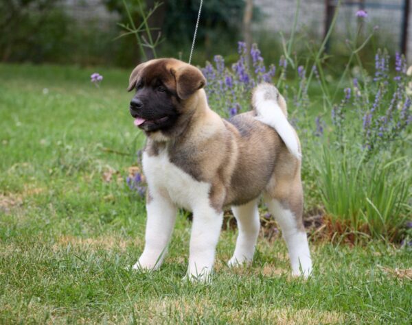 Lucerys American Akita