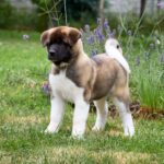 Lorax American Akita