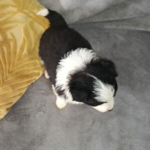 Lucy Border Collie