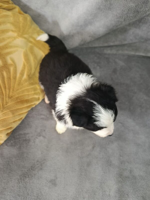 Lucy Border Collie