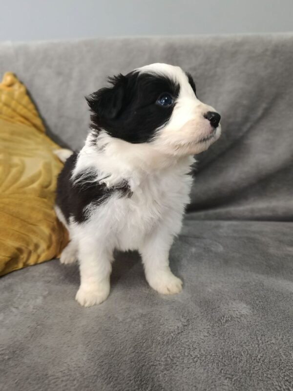 Lucy Border Collie