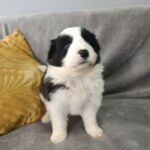 Lakis Border Collie