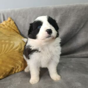 Lucy Border Collie