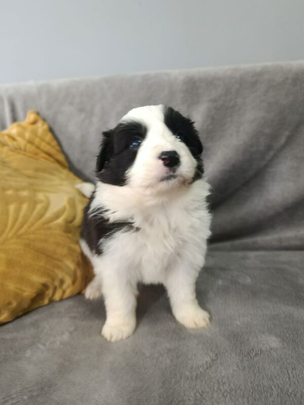 Lucy Border Collie
