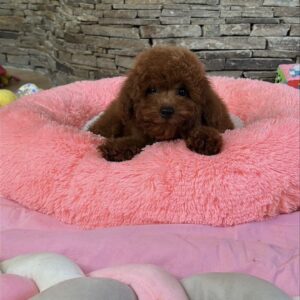 Lukas Toy Poodle