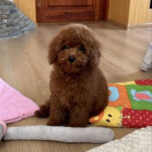 Lukas Toy Poodle
