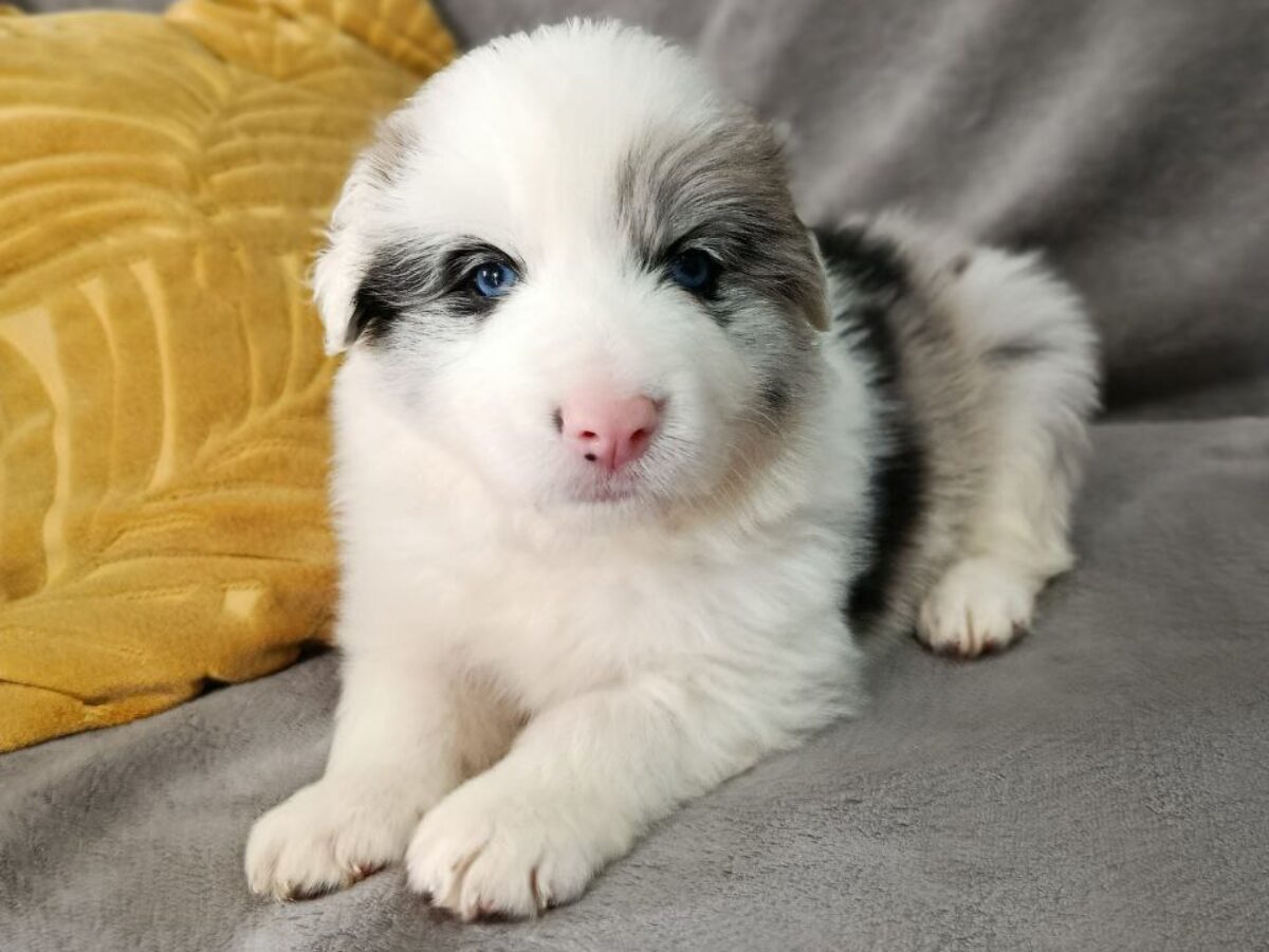 Border Collie Dogs and Puppies for sale