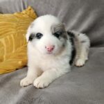 Luke-male-border-collie-puppy-for-sale-1 (1)