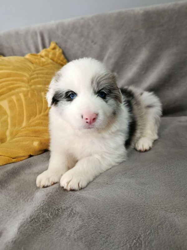 Luke Border Collie