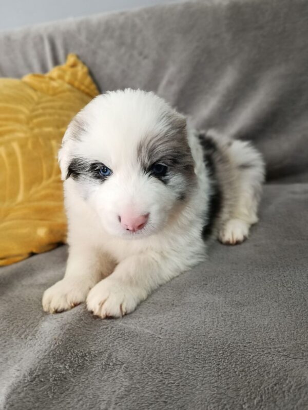 Luke Border Collie